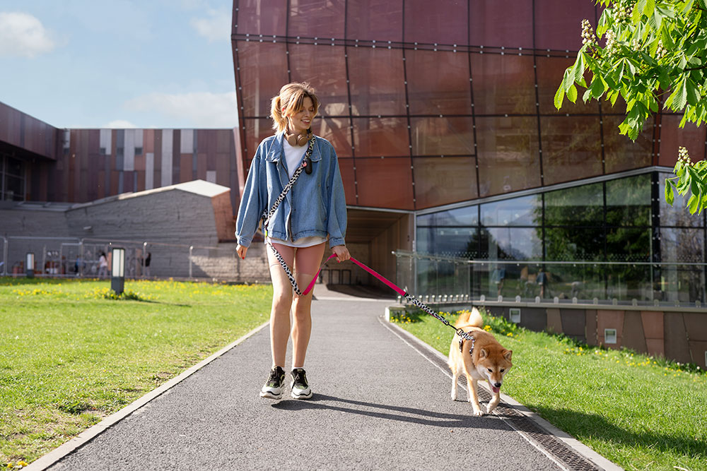 cute-shiba-inu-pet-with-family